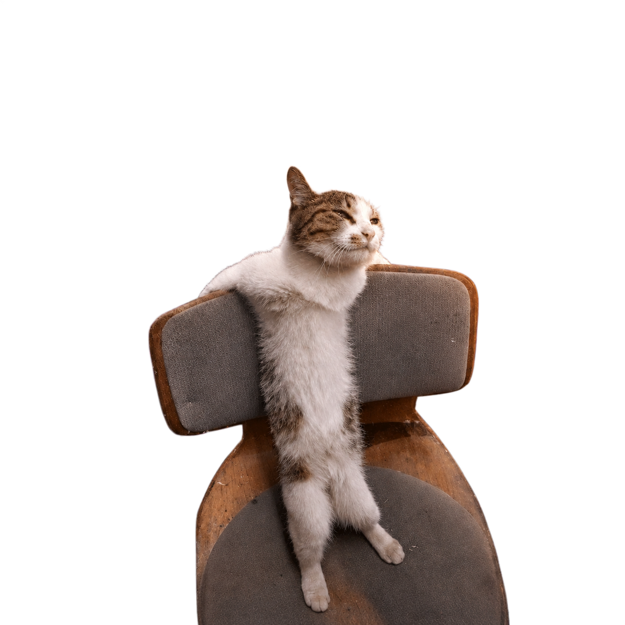 AFK Cat slumped in an office chair